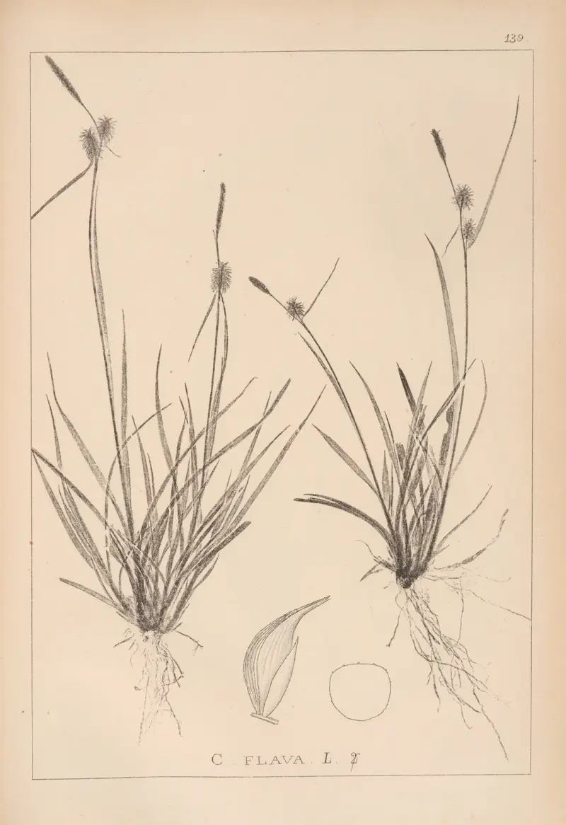 Herbier de la flore française Pl.1312, Louis Antoine Cusin
