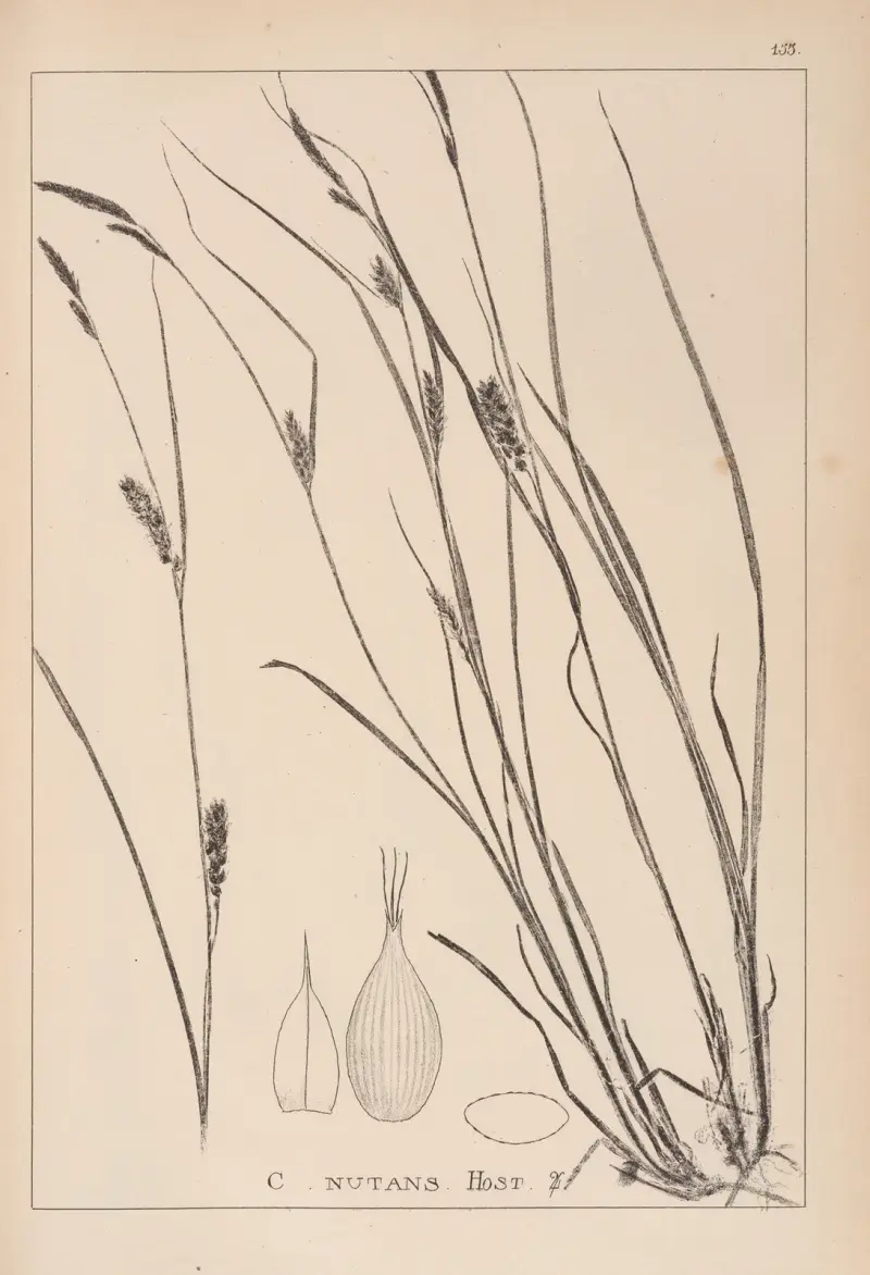 Herbier de la flore française Pl.1328 av Louis Antoine Cusin