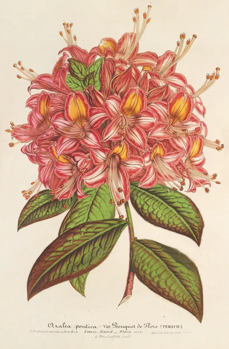 Azaléa Bouquet de Flore Hort. Versch von Charles Antoine Lemaire