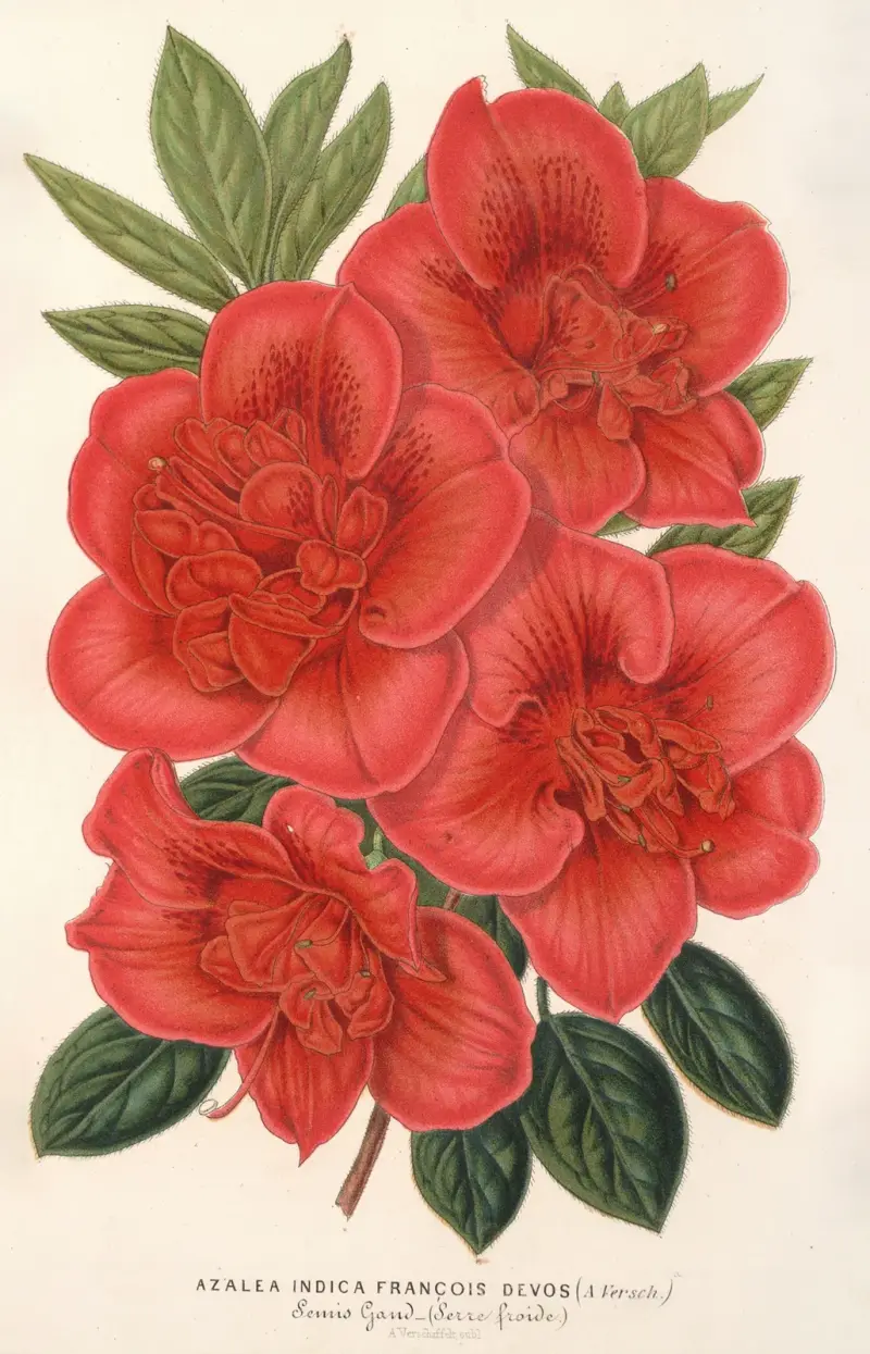Azalea (indica) François Devos (Hybride) von Charles Antoine Lemaire