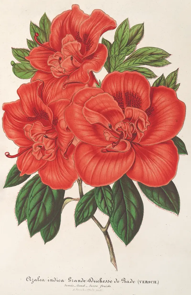 Azalea (indica) Storhertiginnan av Baden av Charles Antoine Lemaire