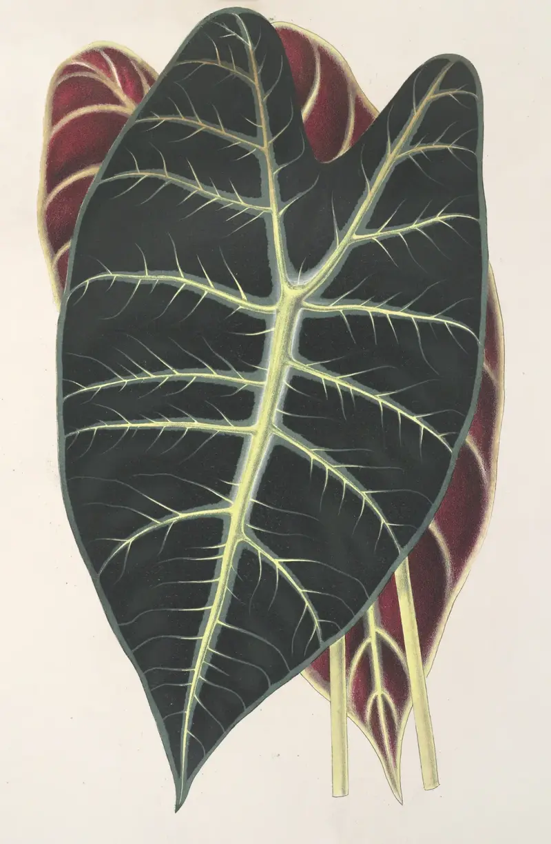 Caladium Lowii von Charles Antoine Lemaire