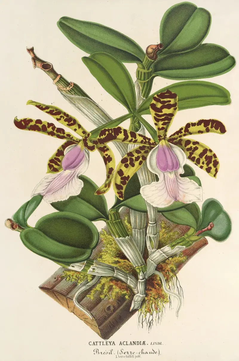 Cattleya Aclandiæ av Charles Antoine Lemaire