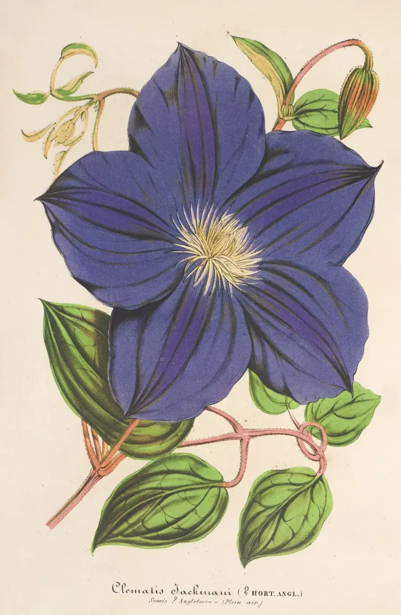 Clematis Jackmani, Charles Antoine Lemaire