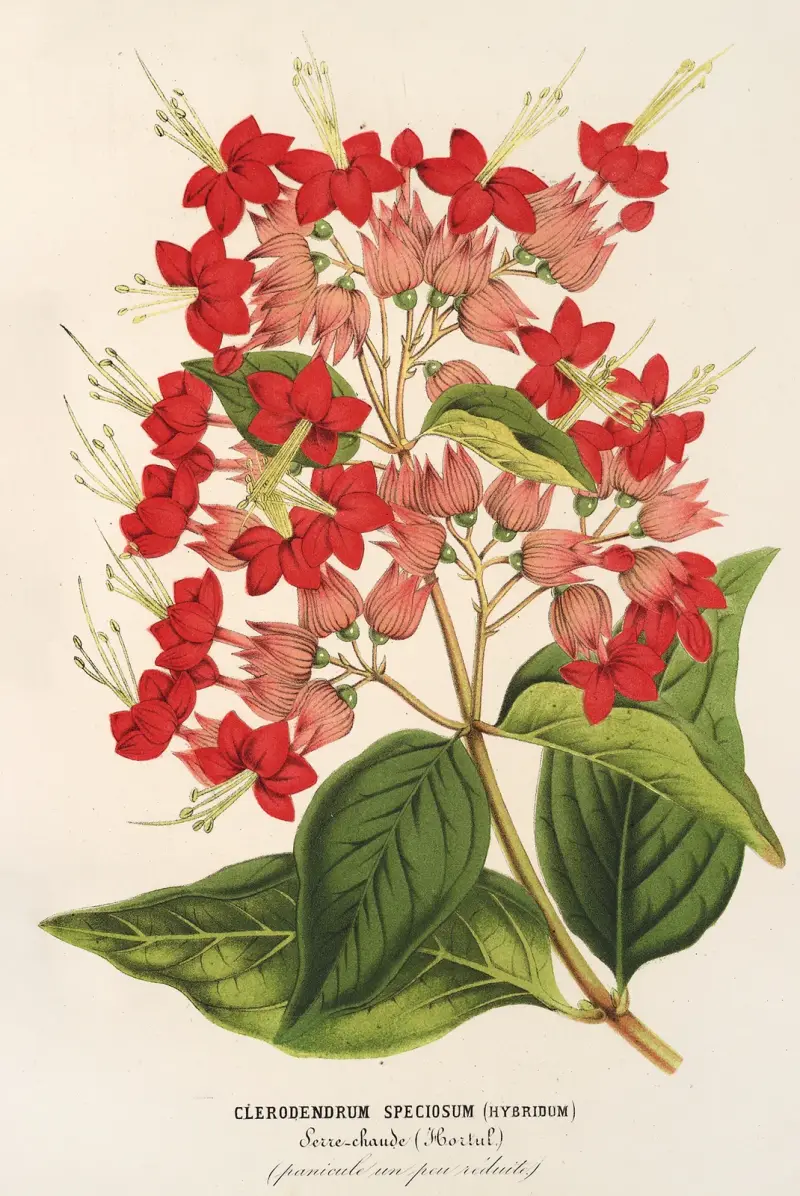 Clerodendrum speciosum (hybridum) av Charles Antoine Lemaire