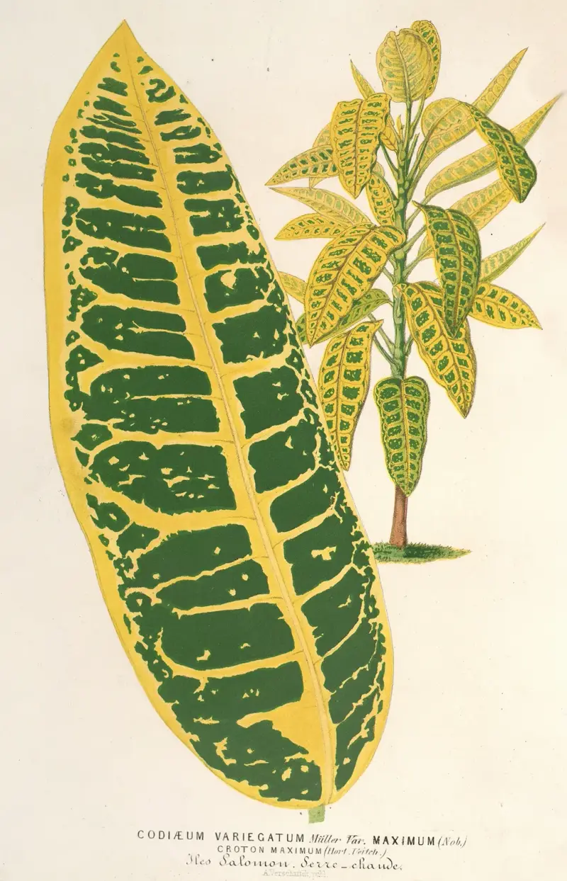Codiæum variegatum, var. maximum, Charles Antoine Lemaire