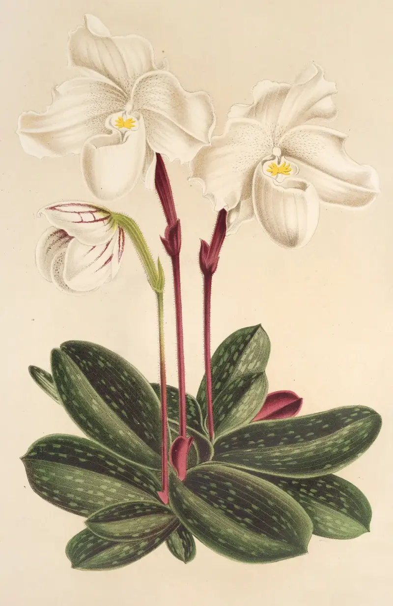 Cypripedium niveum av Charles Antoine Lemaire