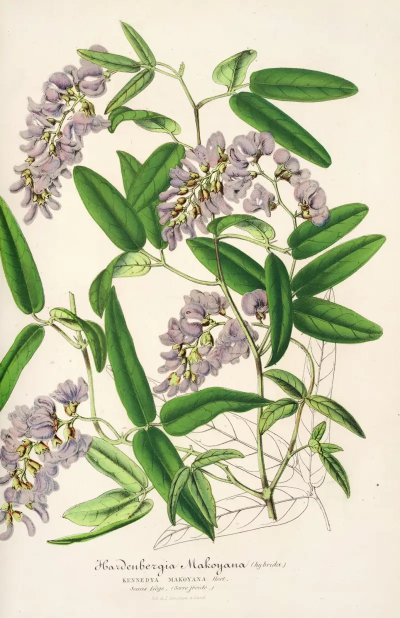 Hardenbergia Makoyana (hybrida) av Charles Antoine Lemaire