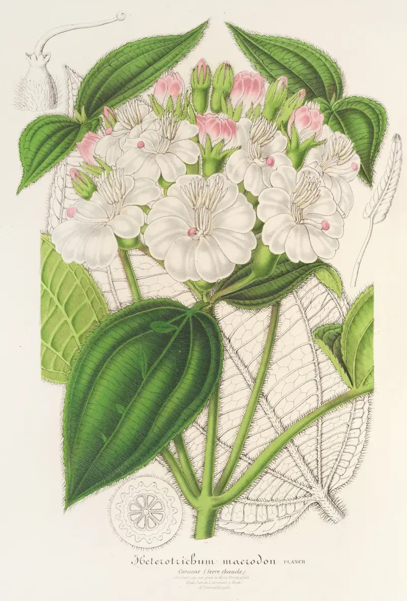Heterotrichum macrodon av Charles Antoine Lemaire