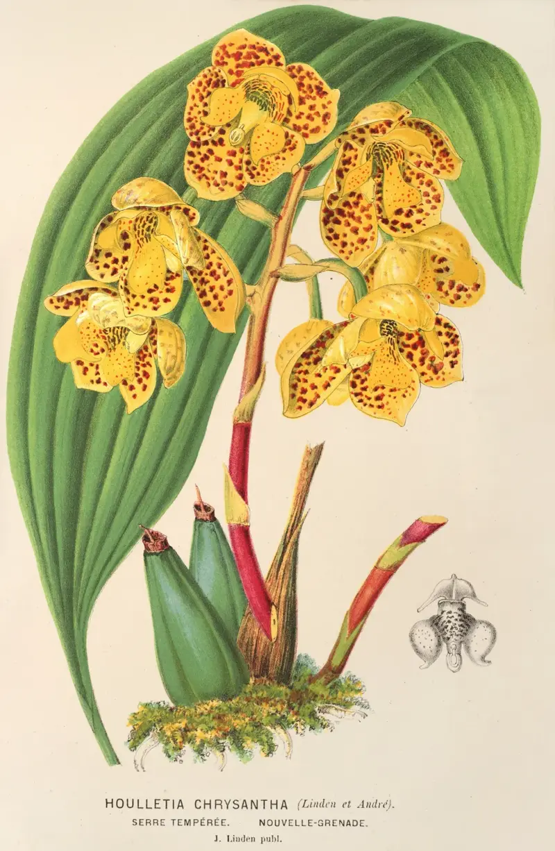 Houlletia chrysantha av Charles Antoine Lemaire
