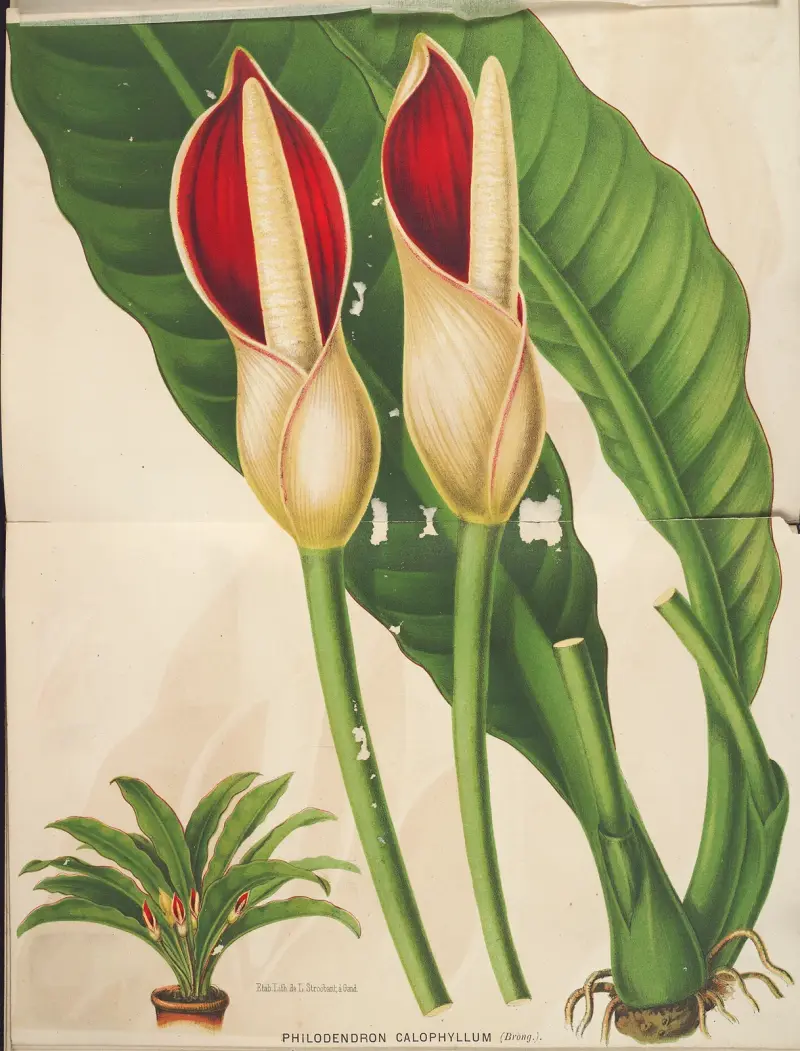 Philodendron calophyllum, Charles Antoine Lemaire