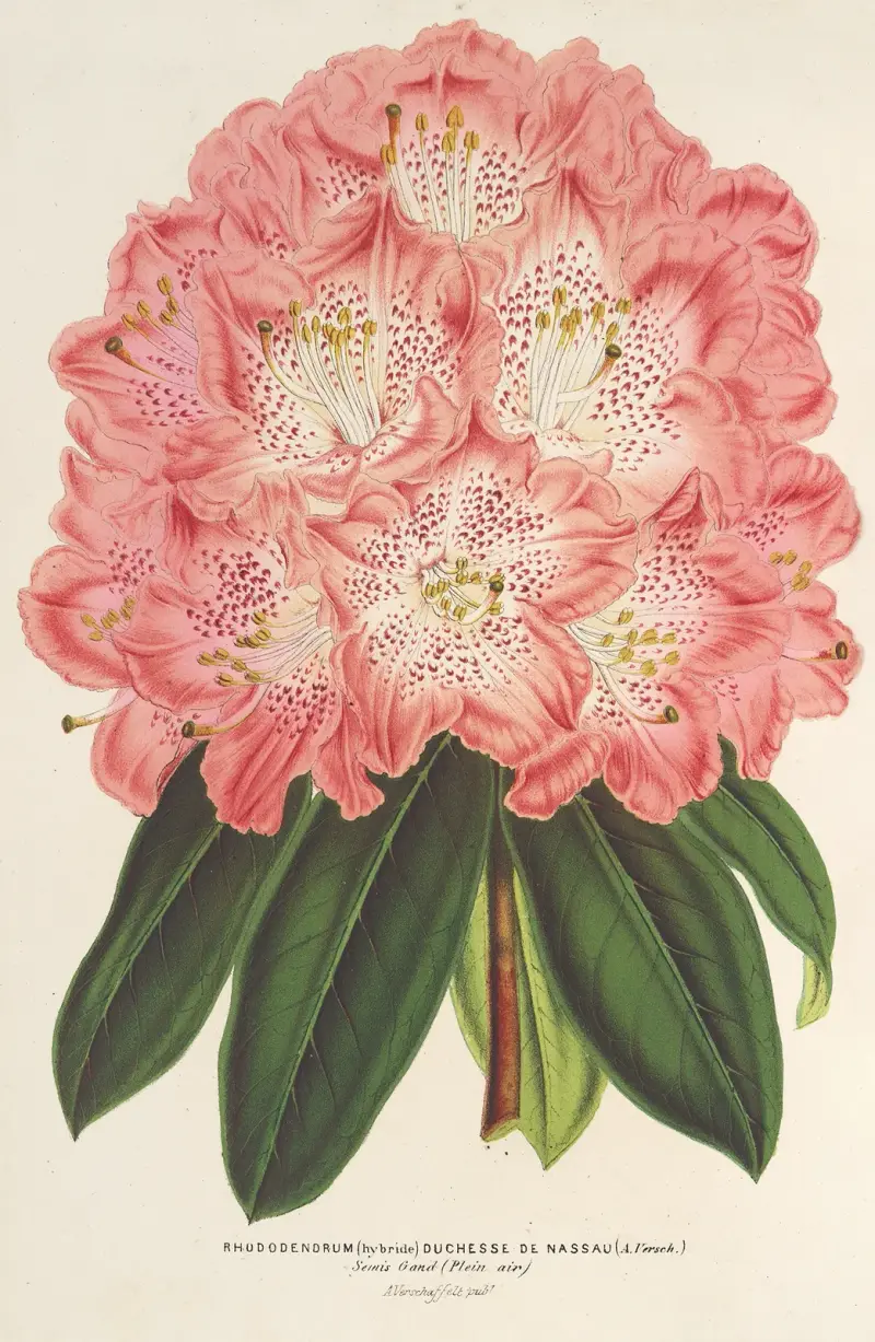 Rhododendrum (hybridum) Duchesse de Nassau av Charles Antoine Lemaire