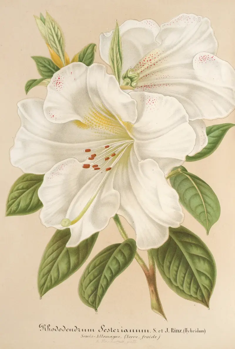 Rhododendrum Sesterianum (hybrid.) av Charles Antoine Lemaire