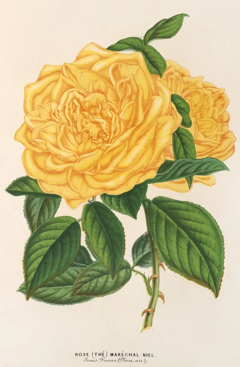 Rose (Tee) Maréchal Niel von Charles Antoine Lemaire