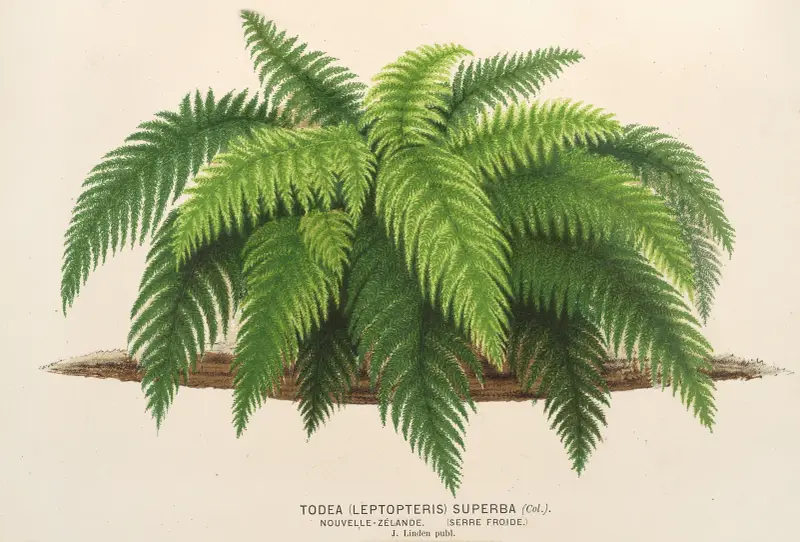 Todea (Leptopteris) superba, Charles Antoine Lemaire