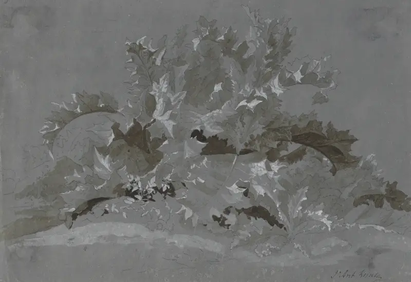 Study of Weeds av Jean-Antoine Linck