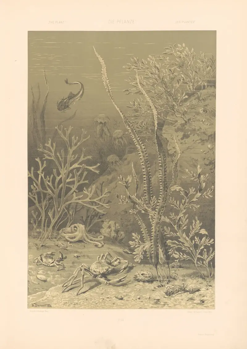 Växten i konst och hantverk (pl. 26) av Anton Seder