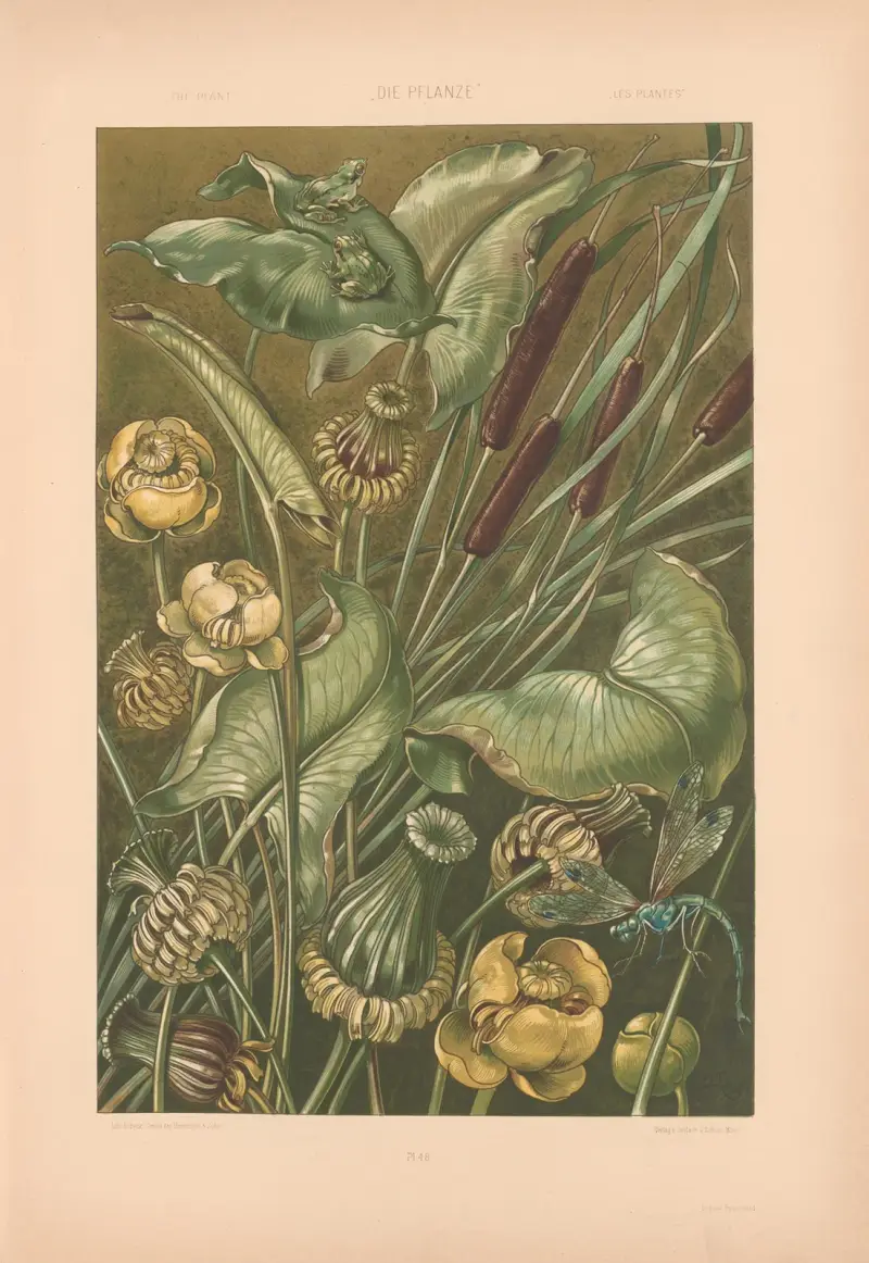 Die Pflanze in Kunst und Gewerbe, Taf. 042 von Anton Seder