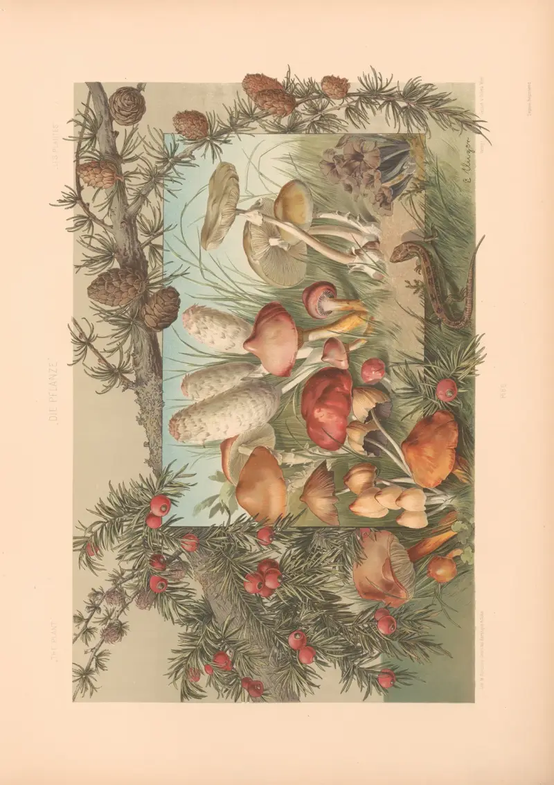 Växten i konst och hantverk (pl. 72) av Anton Seder