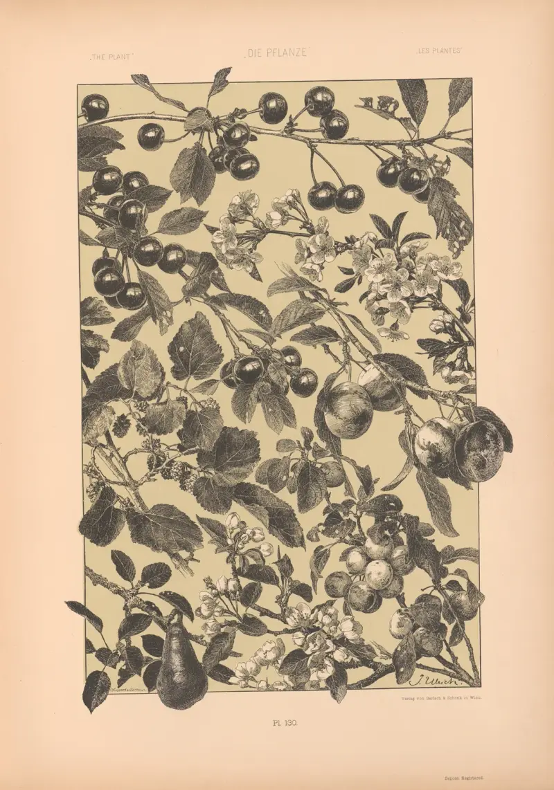 Växten i konst och konsthantverk (Die Pflanze in Kunst und Gewerbe) Pl. 108 av Anton Seder