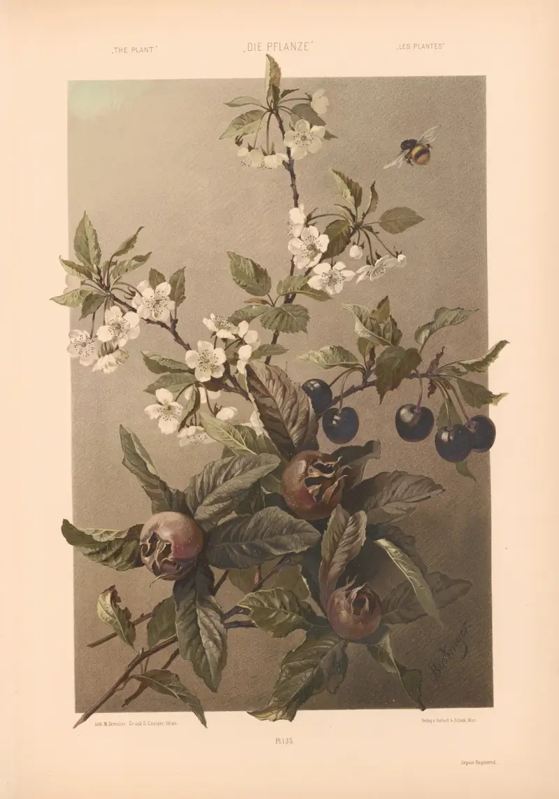 Die Pflanze in Kunst und Gewerbe (The Plant in Art and Industry) Pl.113 av Anton Seder
