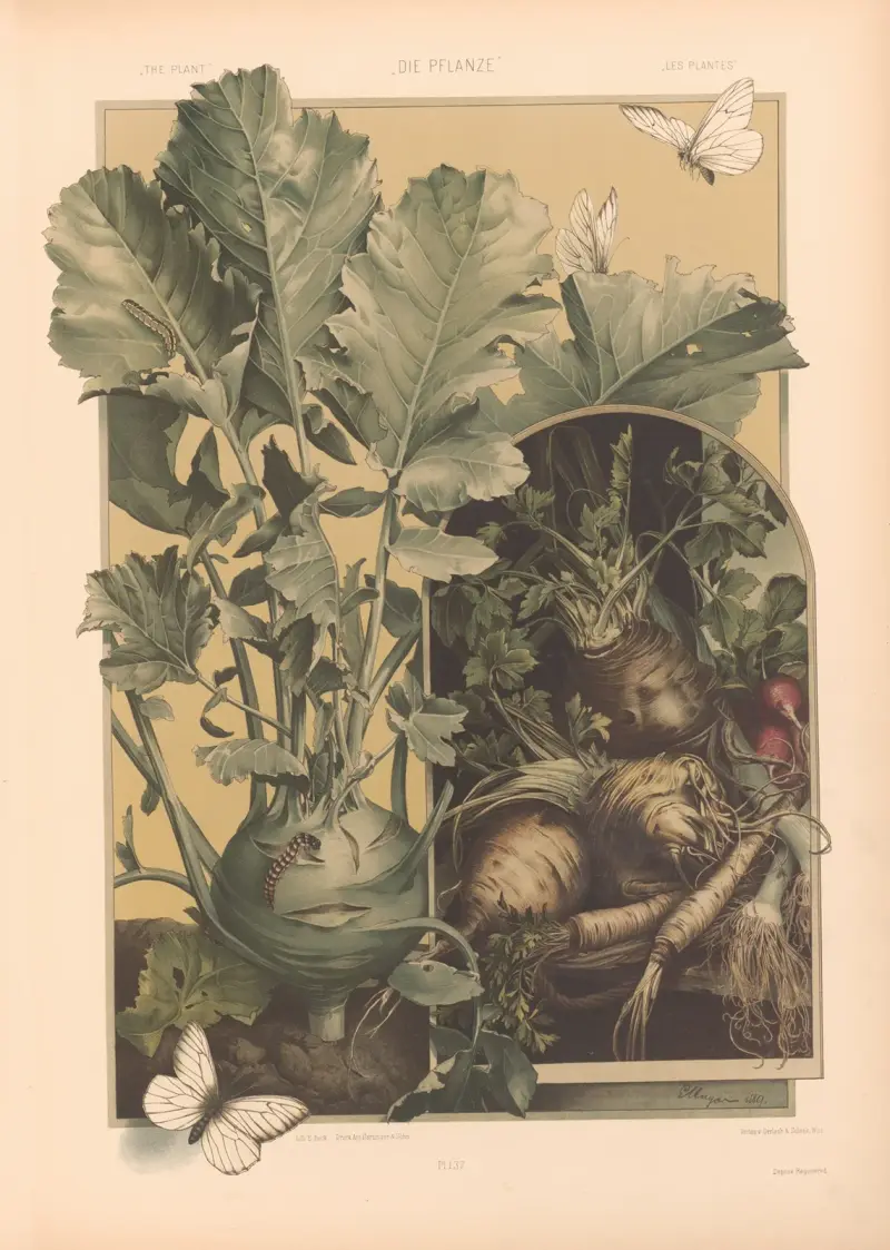 Die Pflanze in Kunst und Gewerbe (The Plant in Art and Industry) Pl.115 av Anton Seder