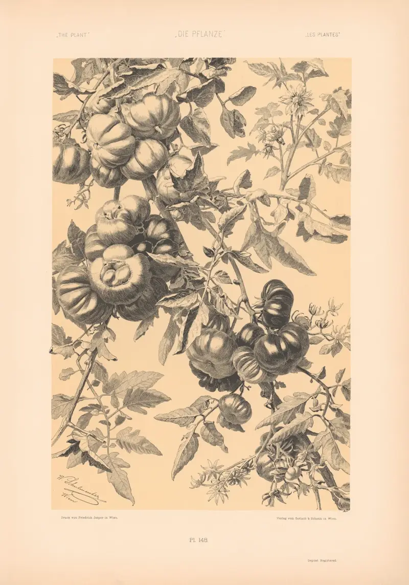 Die Pflanze in Kunst und Gewerbe (The Plant in Art and Industry) Pl.125 av Anton Seder