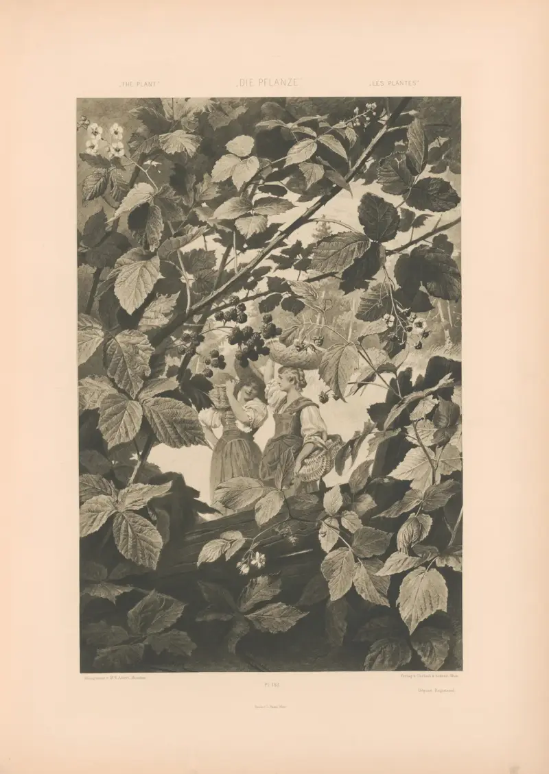 Die Pflanze in Kunst und Gewerbe (The Plant in Art and Industry) Pl.130 av Anton Seder