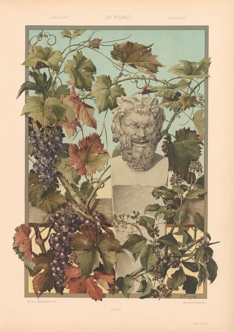 Die Pflanze in Kunst und Gewerbe (The Plant in Art and Industry) Pl.143 av Anton Seder