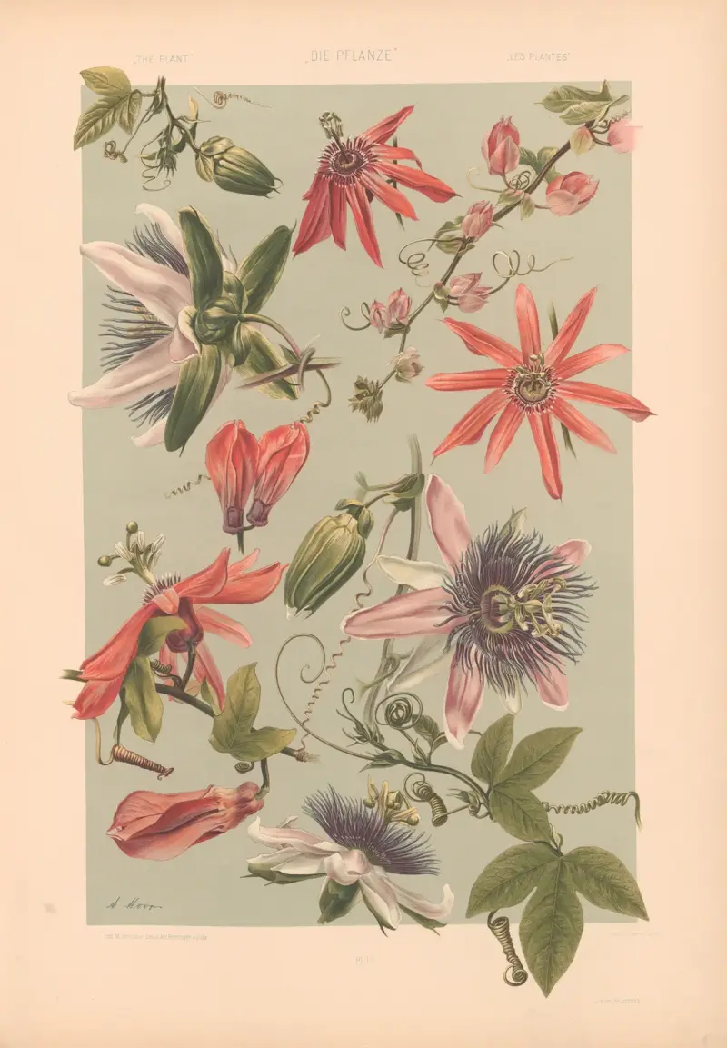 Die Pflanze in Kunst und Gewerbe (The Plant in Art and Industry) Pl.168 av Anton Seder