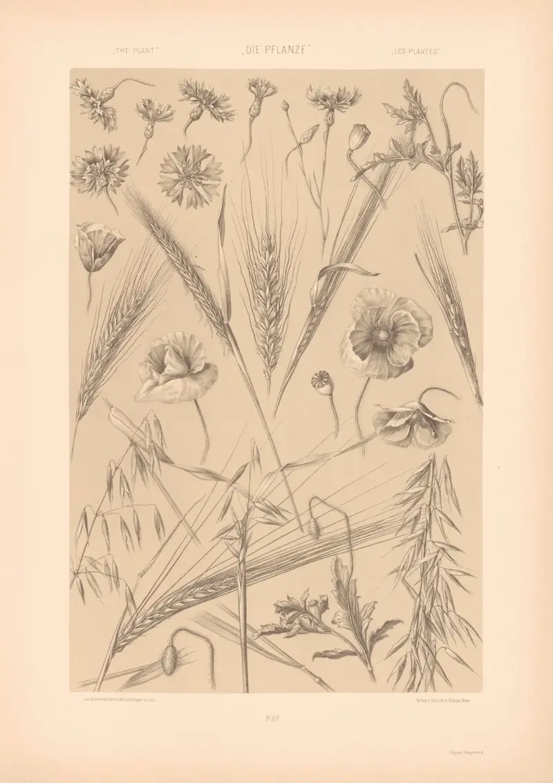Die Pflanze in Kunst und Gewerbe (The Plant in Art and Industry) Pl.177 av Anton Seder