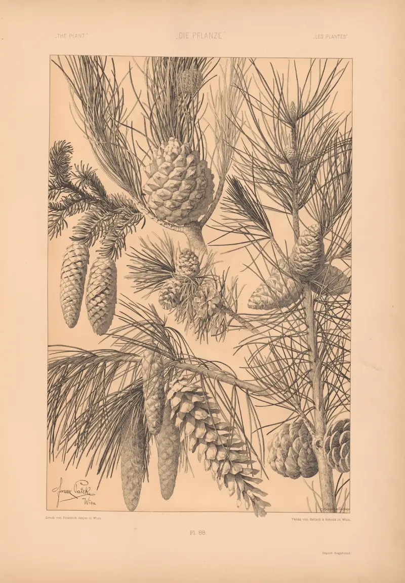 Die Pflanze in Kunst und Gewerbe, Tafel 181 von Anton Seder