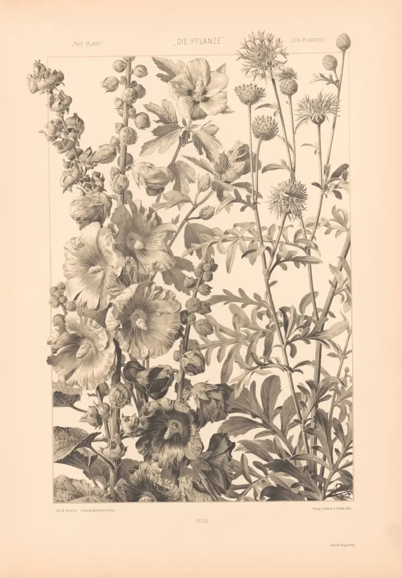 Die Pflanze in Kunst und Gewerbe (The Plant in Art and Industry) Pl.183 av Anton Seder