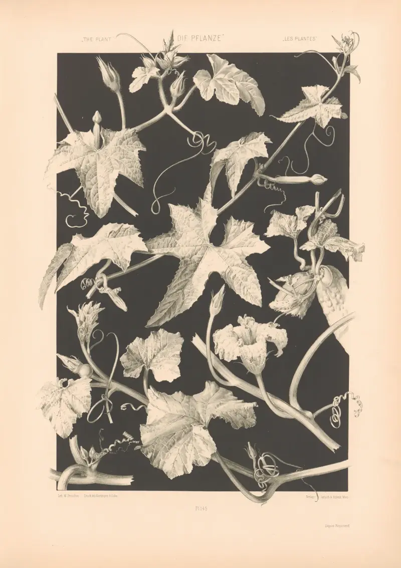 Växten i konst och hantverk, plansch 188 av Anton Seder