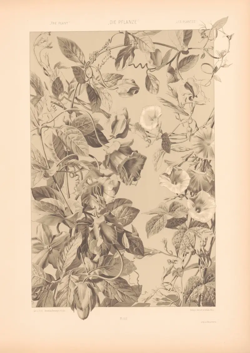 Die Pflanze in Kunst und Gewerbe (The Plant in Art and Industry) Pl.189 av Anton Seder
