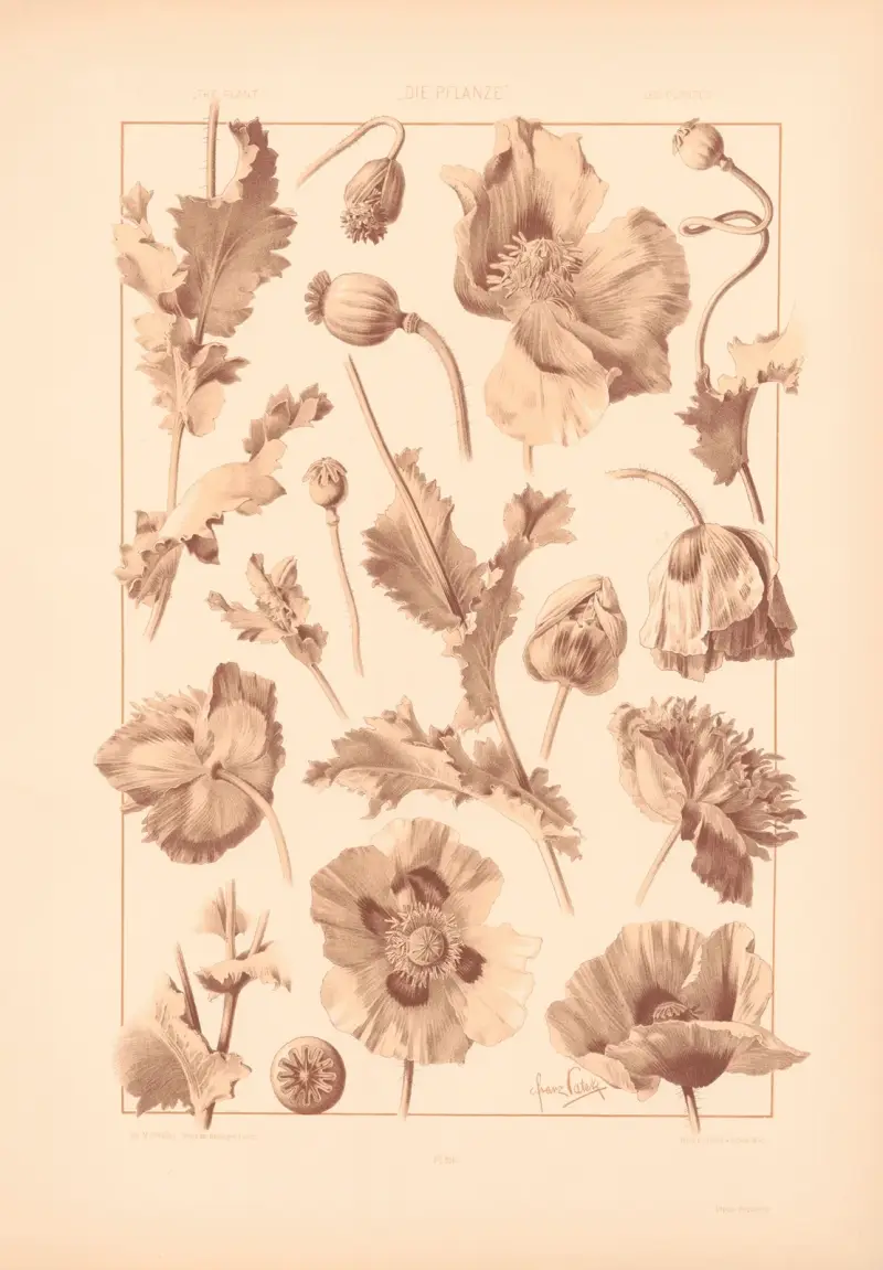 Die Pflanze in Kunst und Gewerbe (The Plant in Art and Industry) Pl.190 av Anton Seder