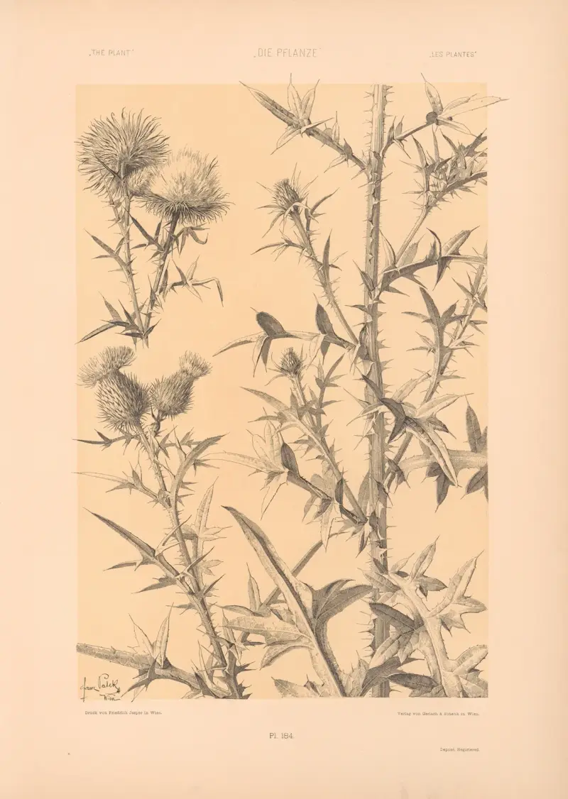 Die Pflanze in Kunst und Gewerbe (The Plant in Art and Industry) Pl.192 av Anton Seder