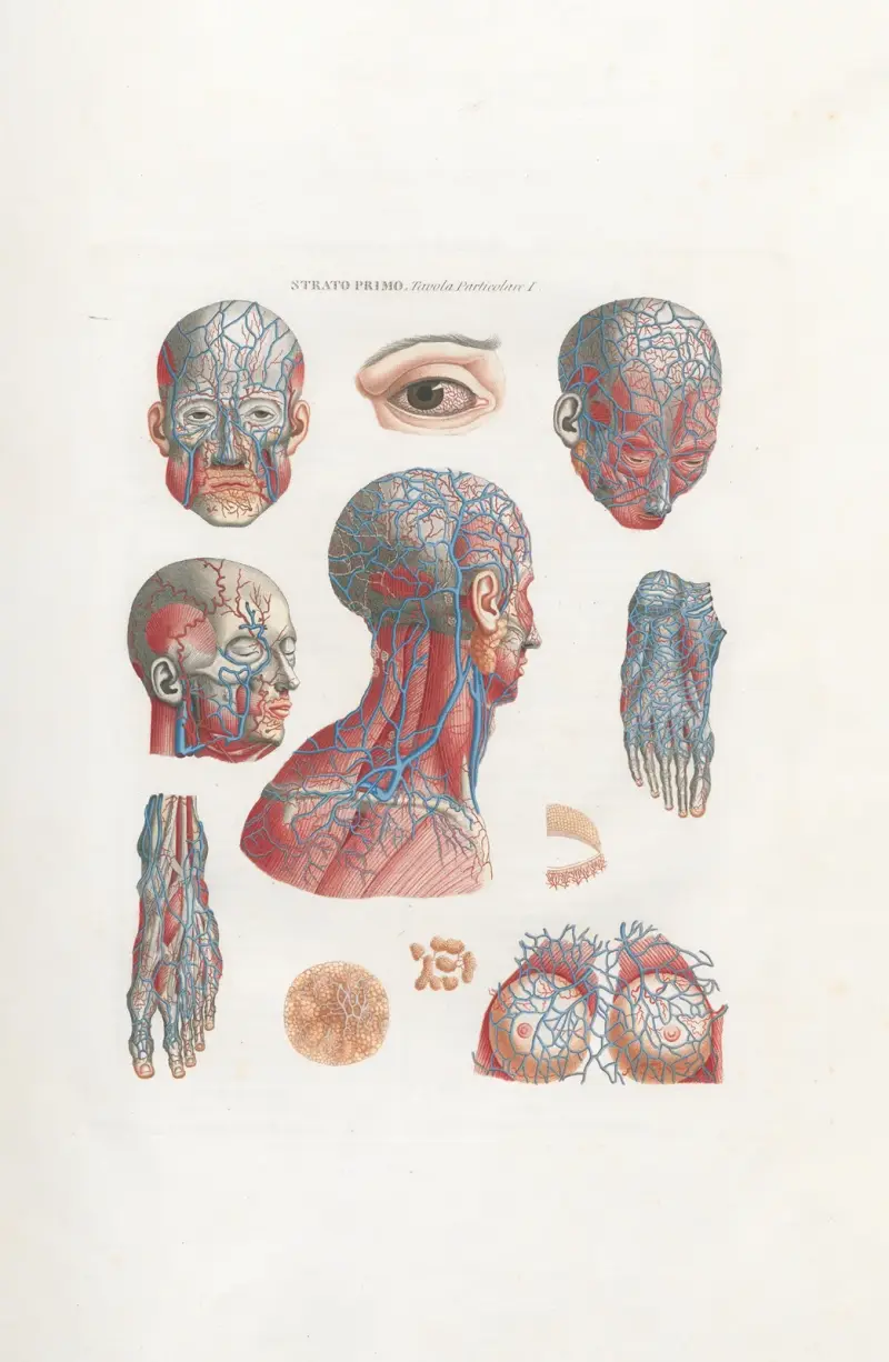 Anatomia Universale Pl.02 av Antonio Serantoni