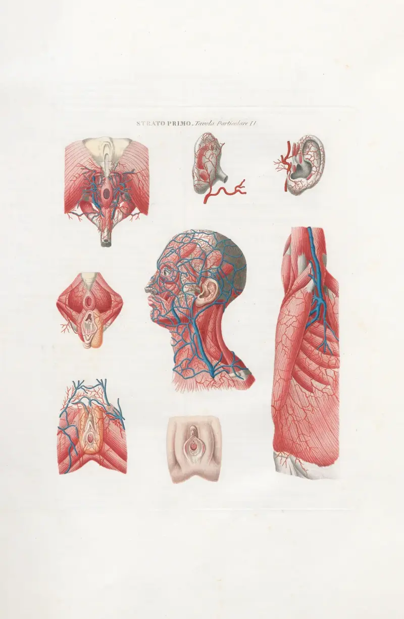 Anatomia Universale Pl.03 av Antonio Serantoni