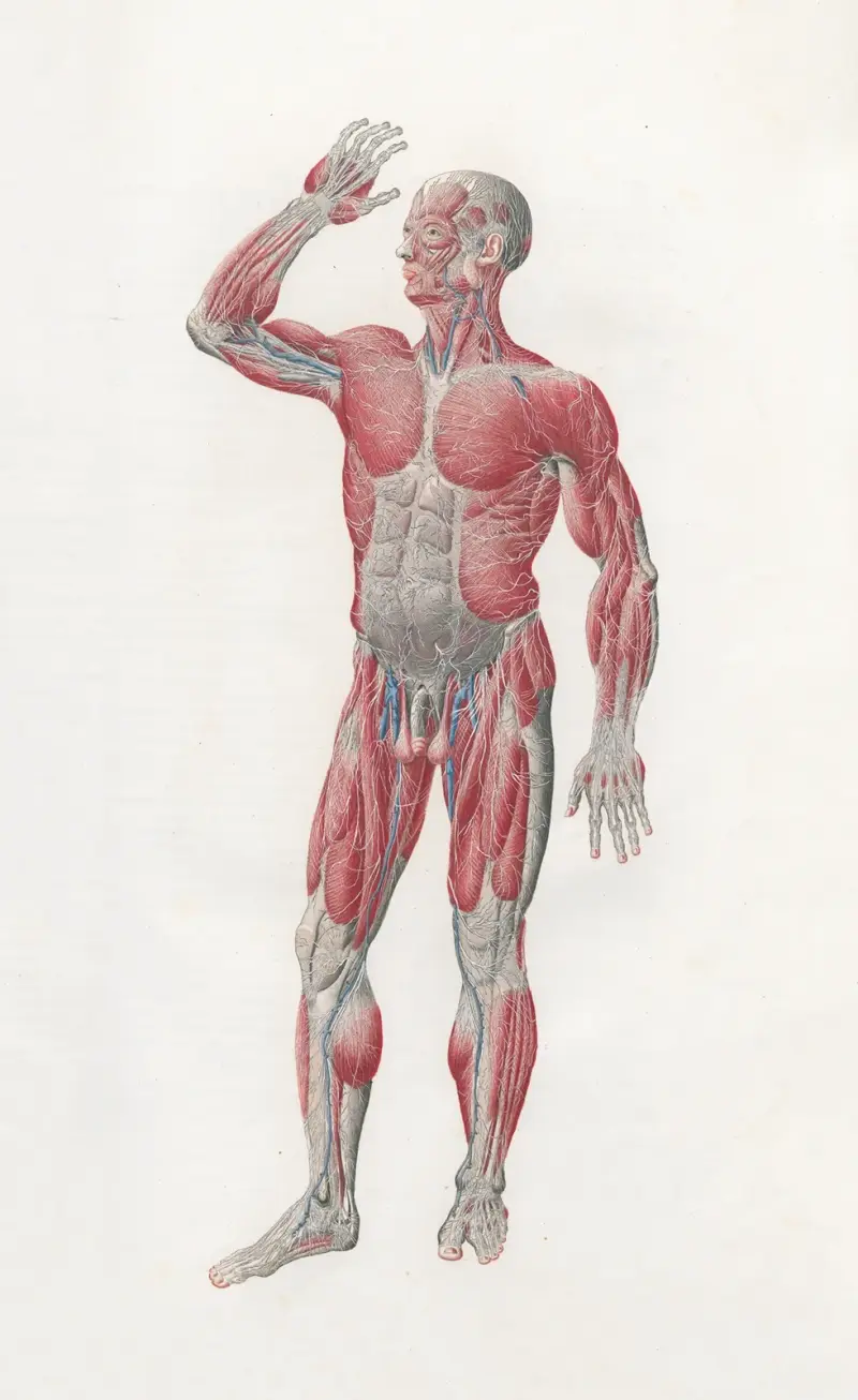 Anatomia Universale Pl.04 av Antonio Serantoni