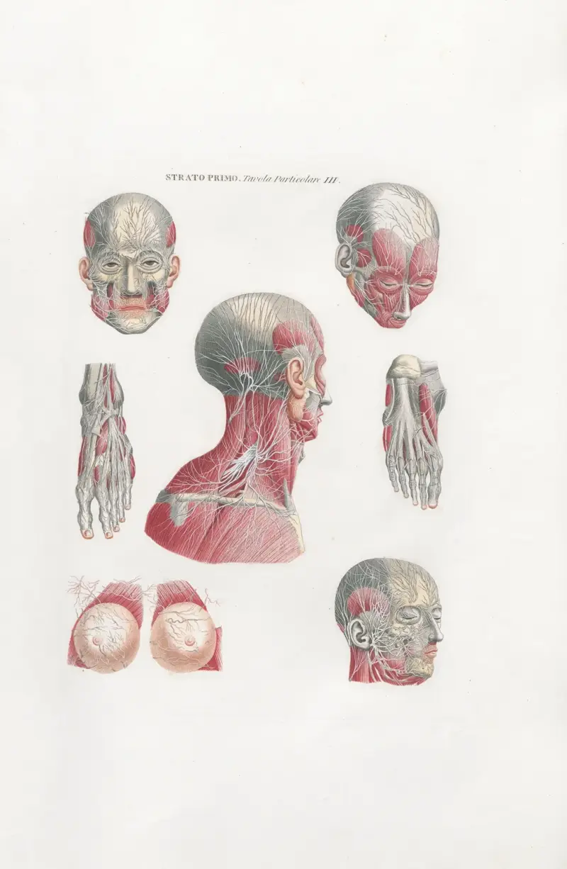 Anatomia Universale Pl.05 av Antonio Serantoni