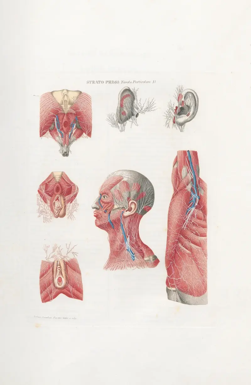 Anatomia Universale Pl.06 av Antonio Serantoni