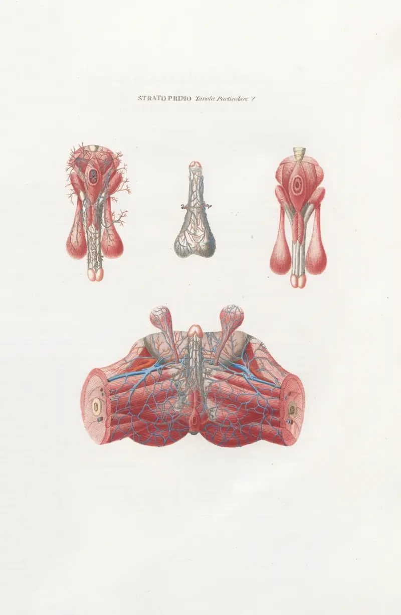 Anatomia Universale Pl.08 av Antonio Serantoni