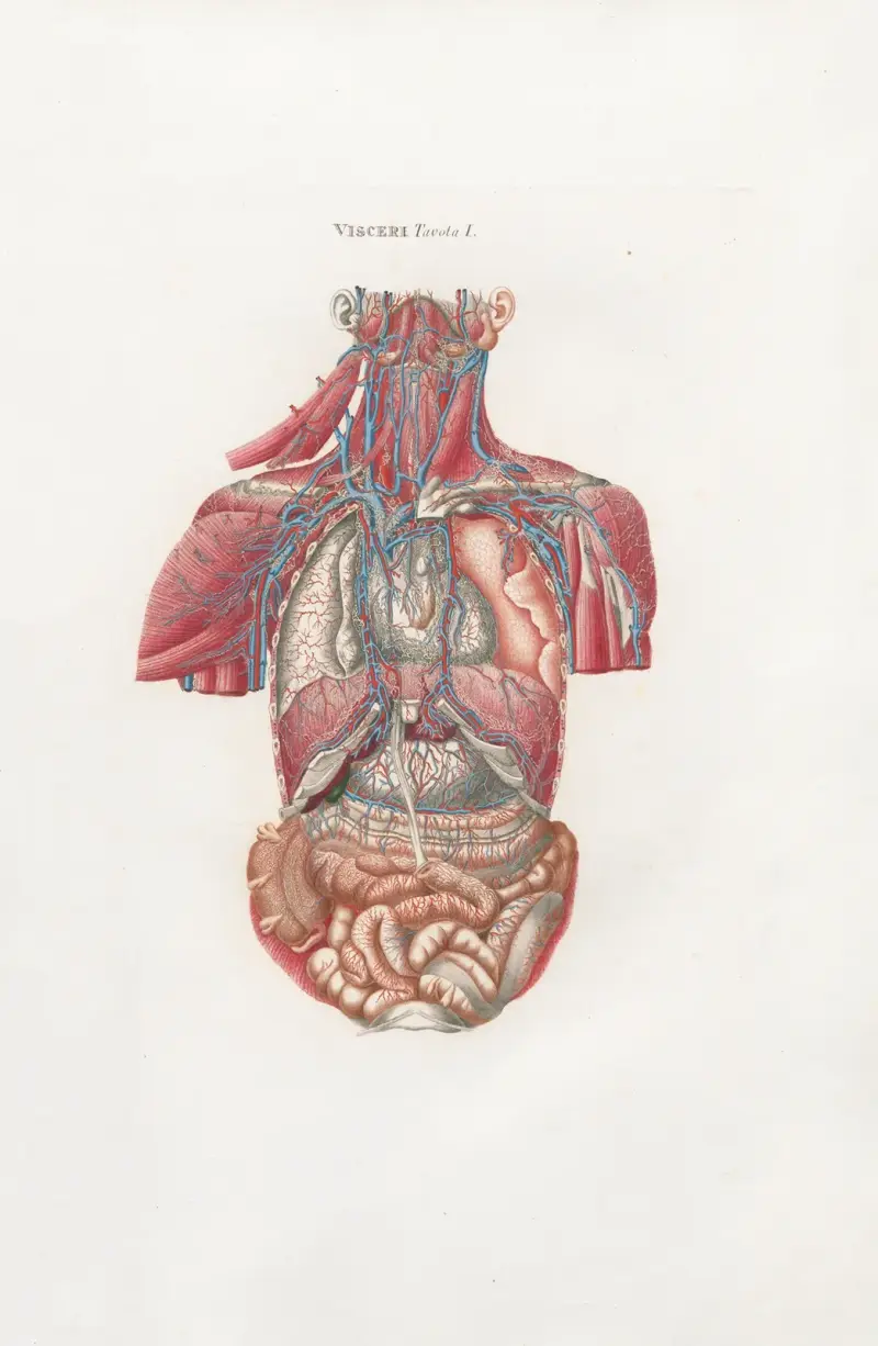 Anatomia Universale Pl.09 av Antonio Serantoni