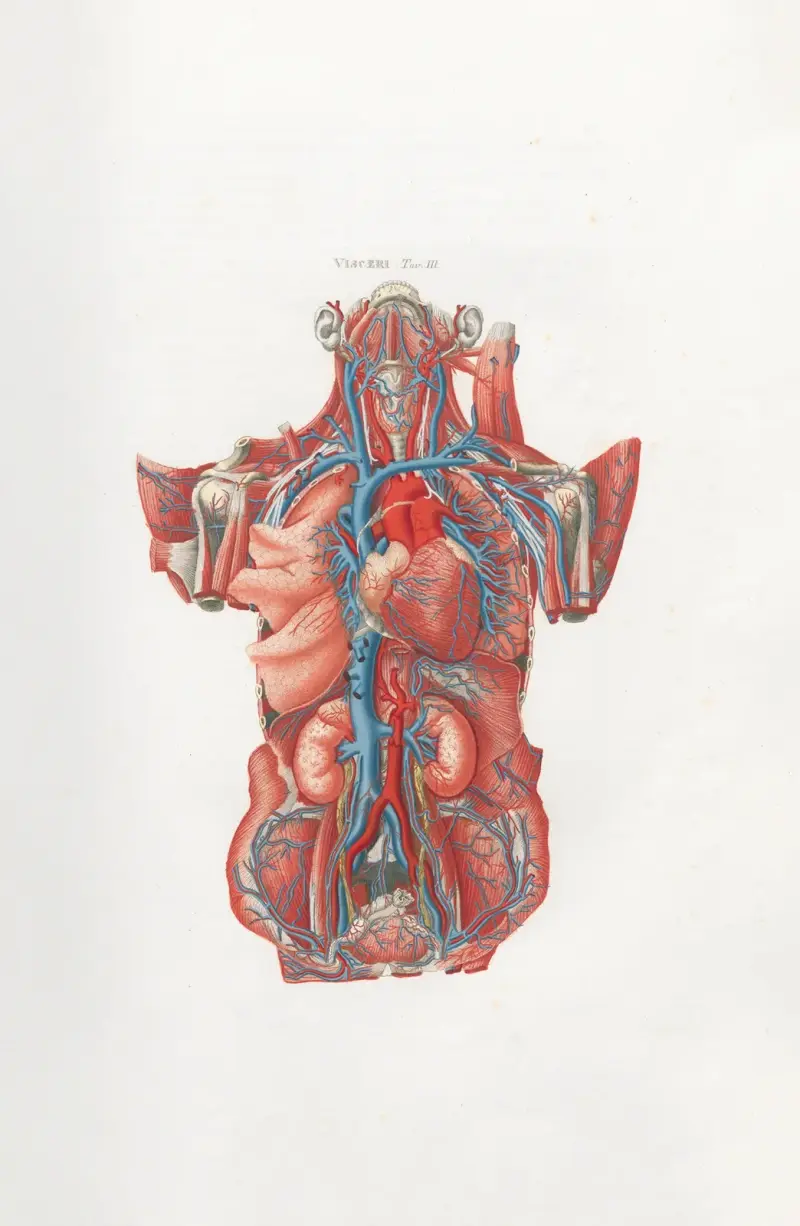 Anatomia Universale, Taf. 13 von Antonio Serantoni