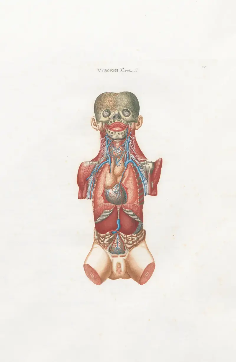 Anatomia Universale Pl.15 av Antonio Serantoni