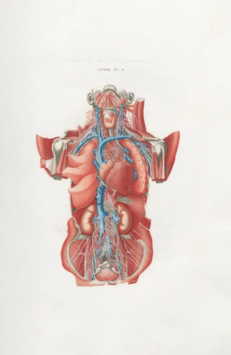 Anatomia Universale Pl.16 av Antonio Serantoni