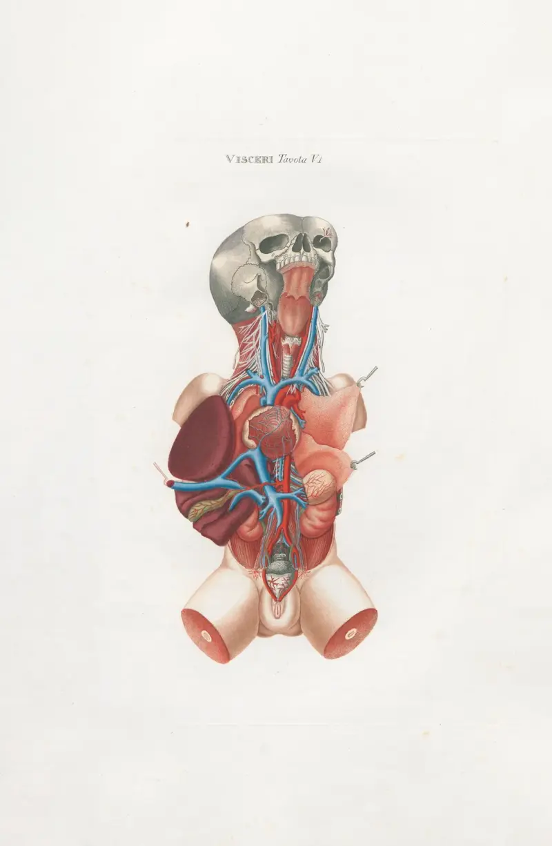 Anatomia Universale Pl.17 av Antonio Serantoni