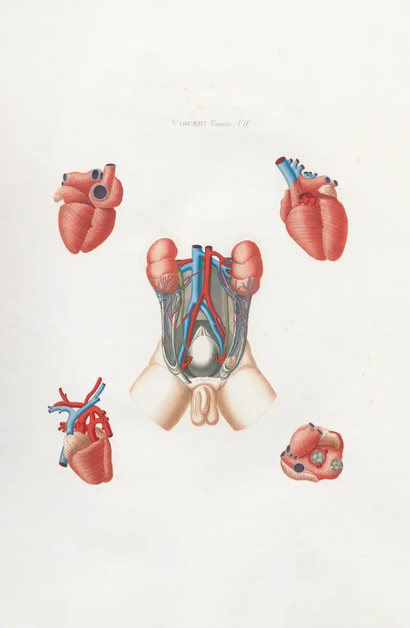 Anatomia Universale Pl.18 av Antonio Serantoni