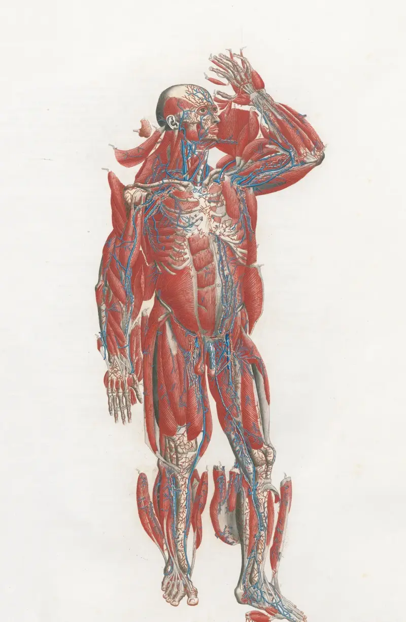 Anatomia Universale Pl.19 av Antonio Serantoni
